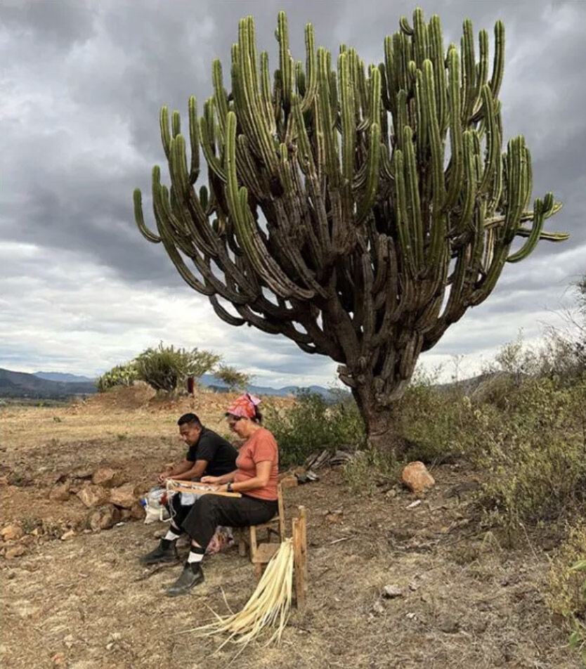 Sangre de Nopal
